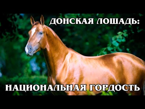 , title : 'ДОНСКАЯ ЛОШАДЬ: Национальное достояние России | Интересные факты про породы лошадей и животных'
