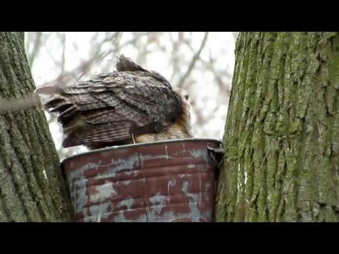 Great Horned Owl mama protecting owlet from the cold