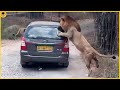 7 Insanely Close Call Animal Attacks Caught On Camera