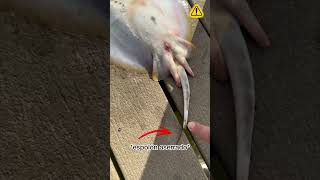 Raya de Mar Picando 🔷🪡🌊