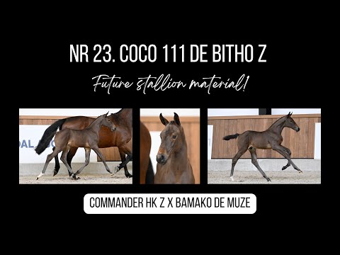 Internationaal presterende verwanten van Coco 111 de Bitho Z