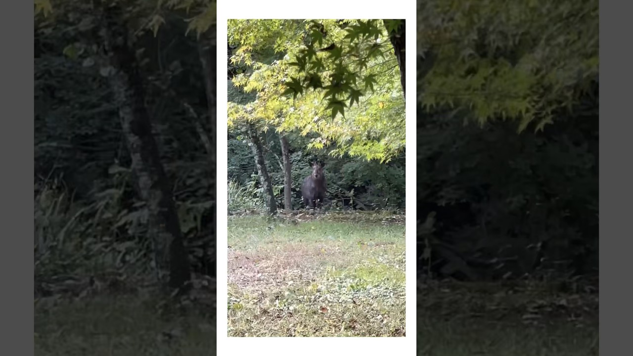 YouTube Short thumbnail