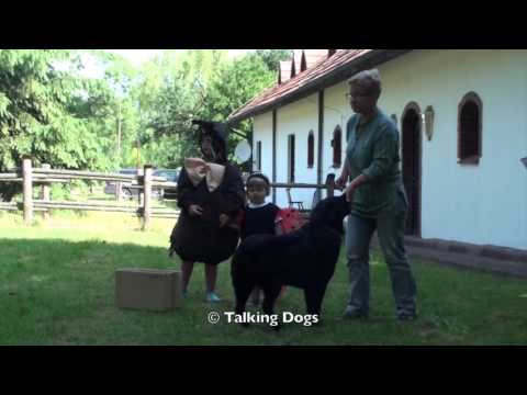 Pies w przedstawieniu: Jan Brzechwa "Żuk"