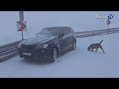 Jurnal MUSCEL TV 16.10.2023 Prima zăpadă din acest sezon - ninsoare pe  Transfăgărășan