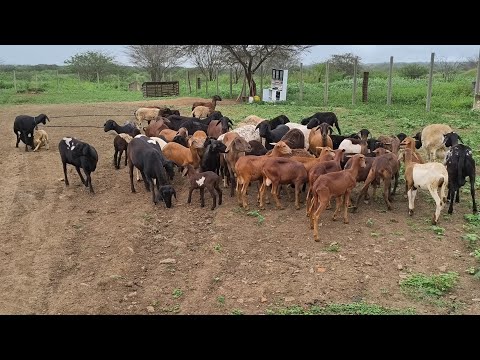 52 OVELHAS SANTA INÊS PRA VENDER A PARTIR DE 300 REAIS TÁ EM OLIVEDOS NA PARAÍBA !!!!!!!