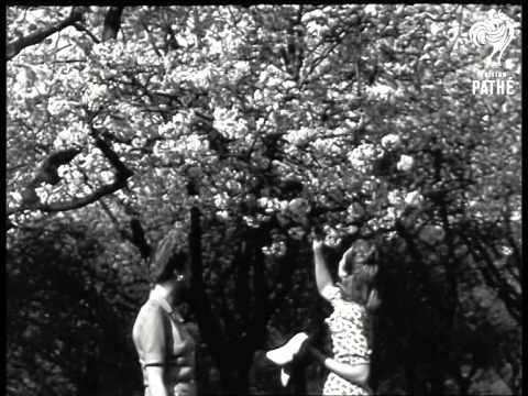Blossom Time (1945)