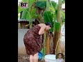 Village Girl Bathing Girl Bathing