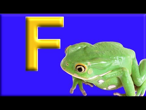 Letter F - Alphabet Animals with Animal Names & Animal Sounds