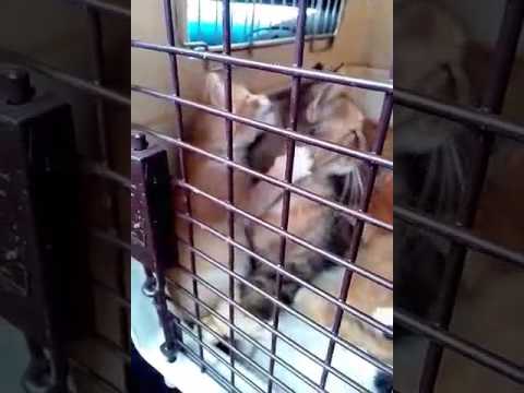 Baby Kitten Grooms Mama on Rescue Transport