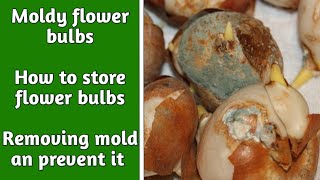 Moldy flower bulbs how to remove mold from flower 