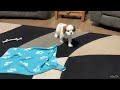 Cavalier King Charles Spaniel dogs for sale: Axel - Video 1