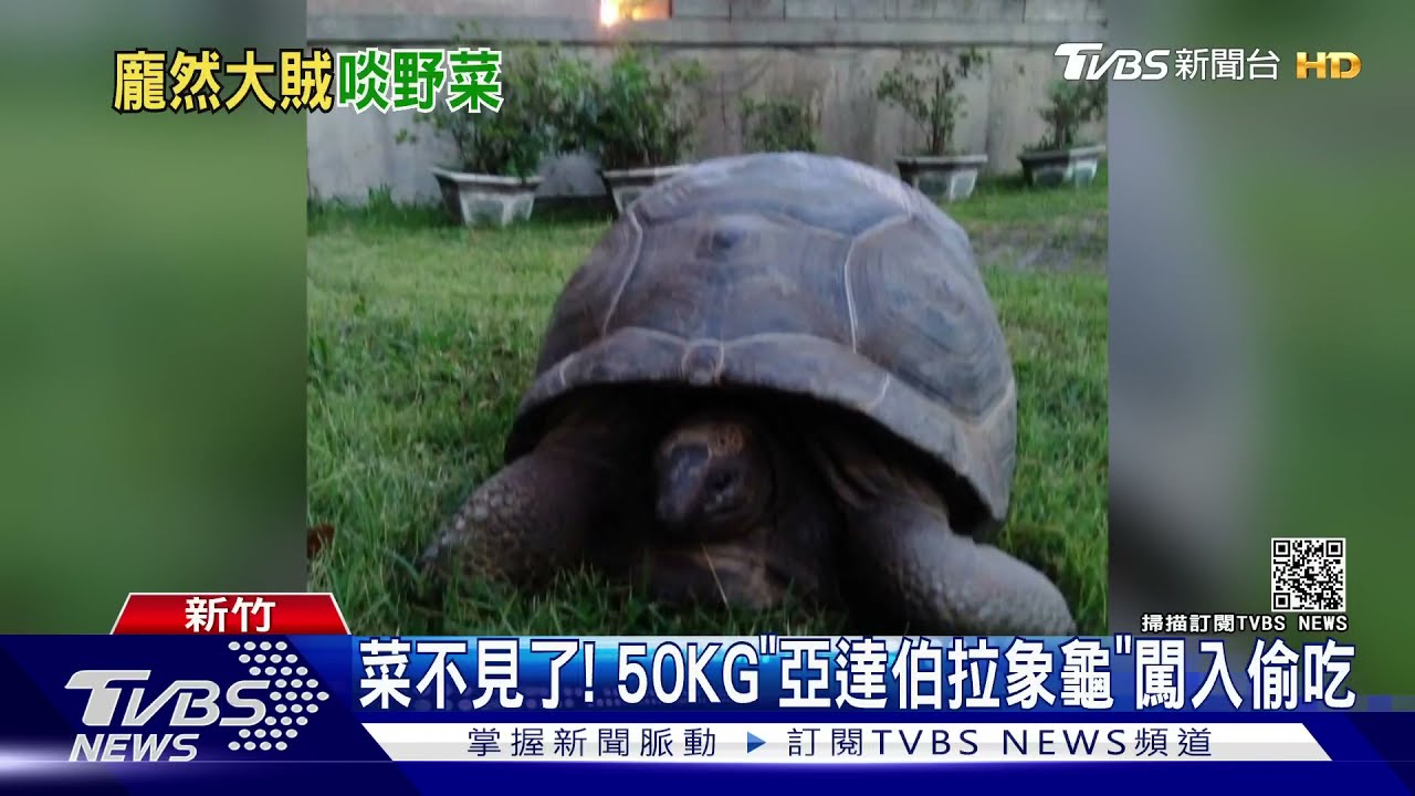 菜怎麼都被吃掉? 兇手竟是50KG保育類「亞達伯拉象龜」農民傻眼