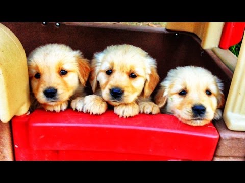 Entertain your Kids with this funny video - Playful puppies - Baby - Toddlers