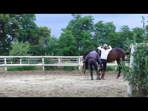 Inaro (Iberio/Next van thornzele z) 2nd time with rider