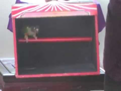 Home made vanishing bird house magic