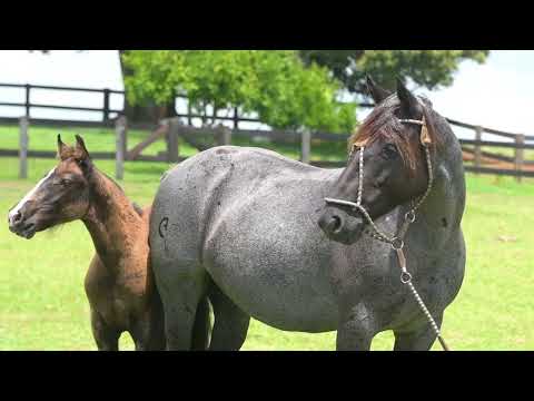 LOTE 12 - HONORARIA DA RESERVADA