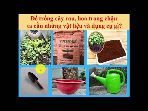  Trồng rau, hoa trong chậu ->