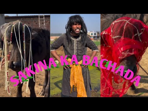 SAKINA ka bacha || official sk comedy || sakina funny video