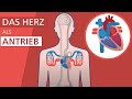 Wie funktionieren das Herz und der Blutkreislauf? | Stiftung Gesundheitswissen