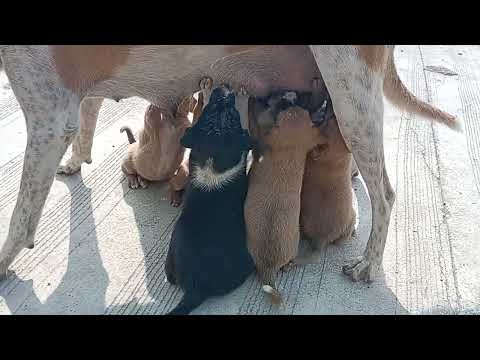 BHOORI with her beautiful puppies @krutikastudio