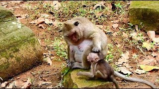 Popeye got bad mood do bad, not care her baby Polly but start nurse big son SP again