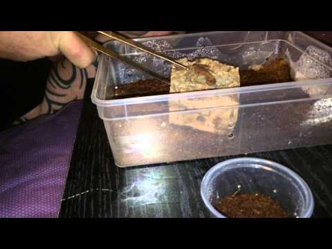 download lagu mp3 mp4 Scorpling, download lagu Scorpling gratis, unduh video klip Scorpling