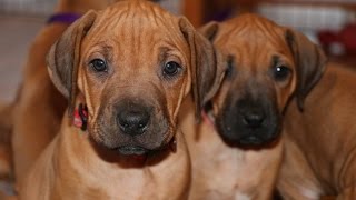 From Zero to Six Months with Rhodesian Ridgeback Puppy