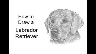 How to Draw a Labrador Retriever Dog (Head Detail)