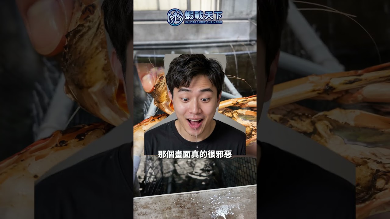今天這間蝦場EP.20【MLS蝦戰天下】#17shrimp #台湾のエビ釣り #shrimpfishing #새우낚시