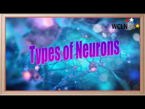 WCLN - Types of Neurons - Biology