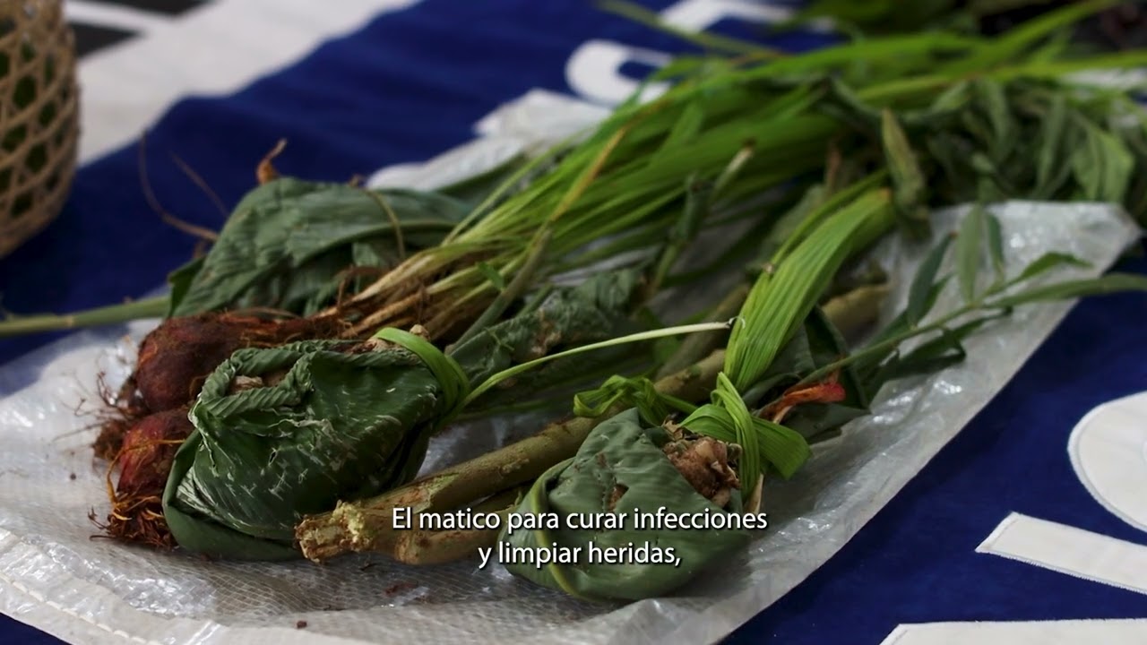 Sabias y Sabios Awajún: diálogo intercultural sobre plantas medicinales en la salud materna
