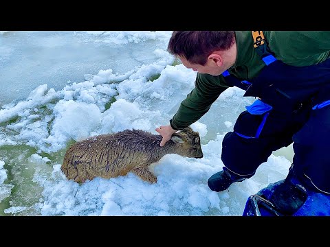 Как блогер из Нюрбы спас косулю, замерзавшую на льдине Как блогер из Нюрбы спас косулю, замерзавшую на льдине