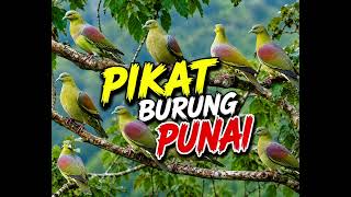 Download lagu SUARA PIKAT BURUNG PUNAI PALING AMPUH #pikatburung #punai #hunting #ampuh #1million #viwes mp3 Download lagu SUARA PIKAT BURUNG PUNAI PALING AMPUH #pikatburung #punai #hunting #ampuh #1million #viwes mp3