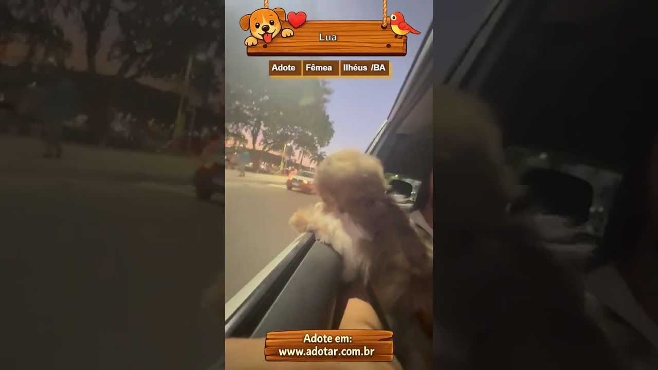 Cachorro raça SRD-ViraLata idade 2 a 6 meses nome Lua
