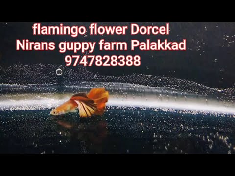 flamingo flower Dorcel