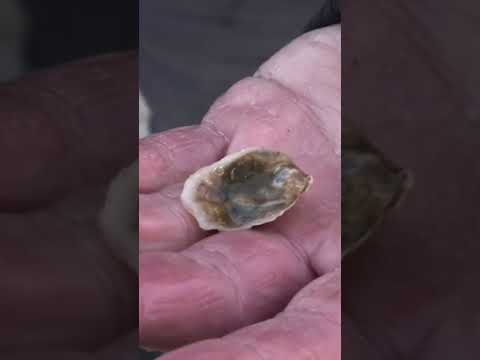 牡蠣是如何採收的 (How Oysters Are Harvested)