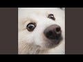 Wuff