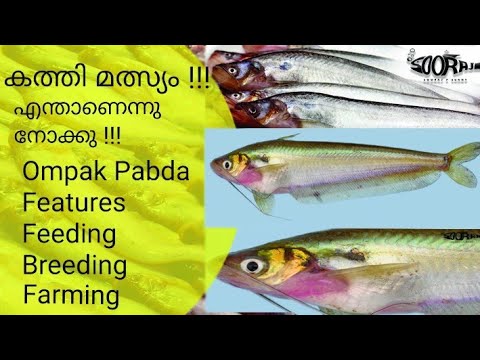 , title : 'Ompok Pabda Fish Farming | Pabda Fish Breeding'