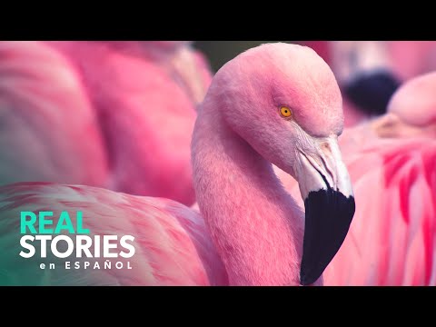 Los Flamencos Rosas de Sal: Explorando la Belleza Secreta de Chile | Documental 4K