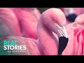Los Flamencos Rosas De Sal Explorando La Belleza Secreta De Chile Documental 4K