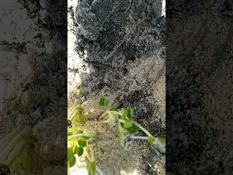 Посадка одним кустом, саженцы арбузов