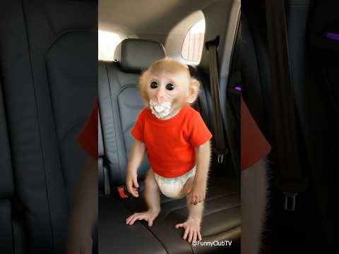 baby monkey in the car 🚗