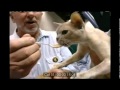 Best Phoenix Feline Fanciers December Cat Show mov, Video Phoenix Cat paling update!