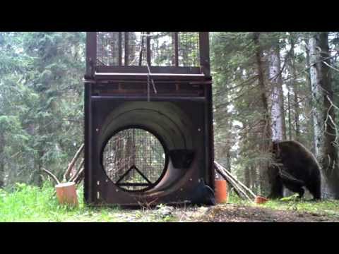 L'orso "mangiatore di esche" -  si gratta la schiena contro un abete