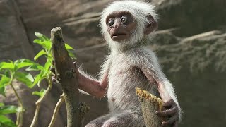 Spy Monkey Mistaken for Dead Baby and Mourned by Troop | BBC Earth