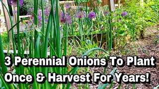 3 Perennial Onions to Plant Once & Harvest For Years!