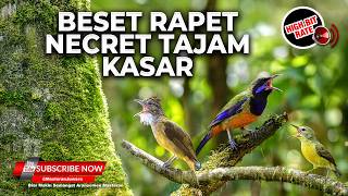 Download lagu 🔴Live Suara Besetan Rapet Cucak Jenggot Gacor vs Cucak Cungkok Gacor Kasar vs Kolibri Manggar Betina mp3