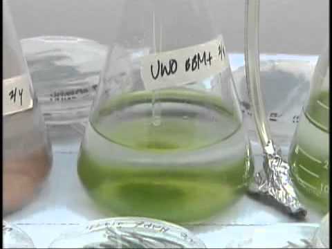 comment traiter candida krusei