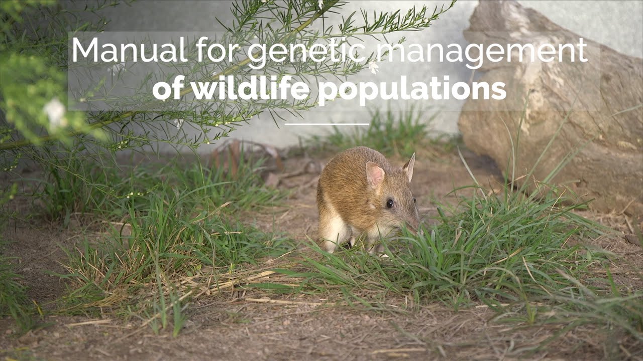 Manual for genetic management of wildlife populations