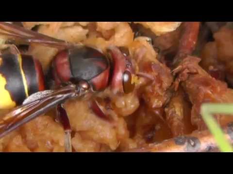 Eine Hornisse frisst Apfel. Großer Sand in Mainz-Gonsenheim, Mainz-Mombach